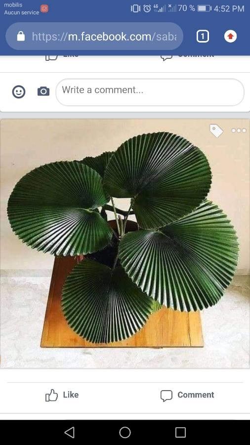 Pritchardia pacifica leaf