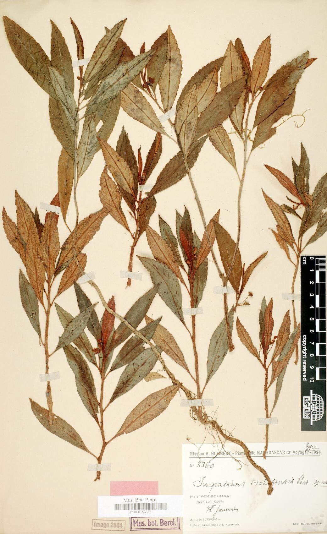 Impatiens ivohibensis — houseplant care guide