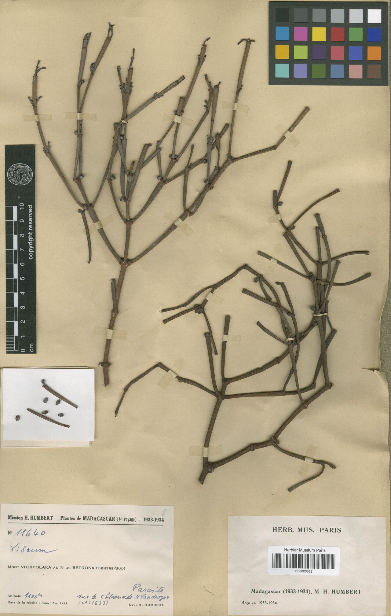 Viscum fastigiatum — houseplant care guide