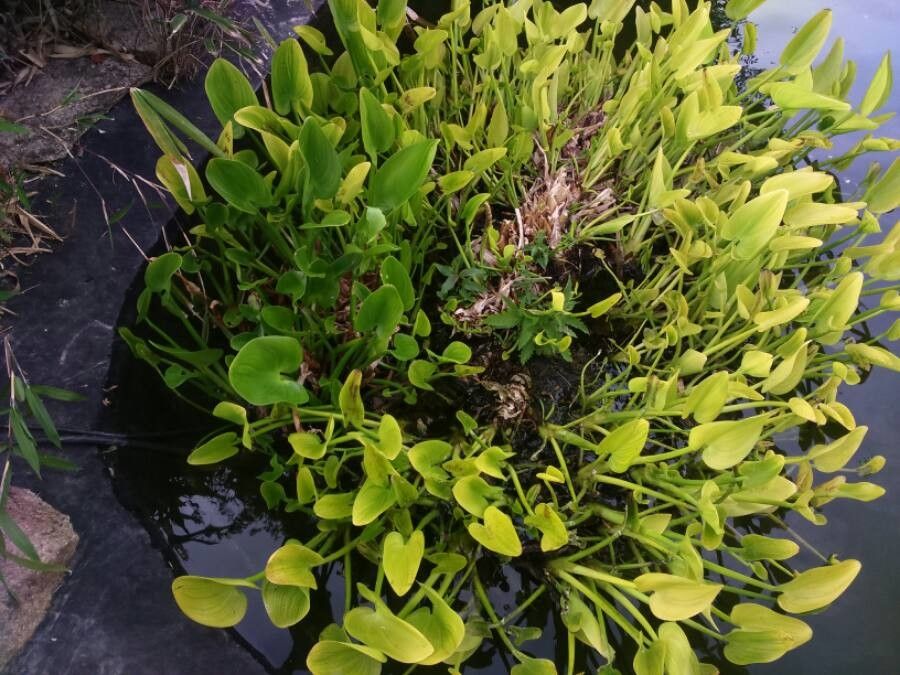 Heteranthera limosa — related species from the same genus