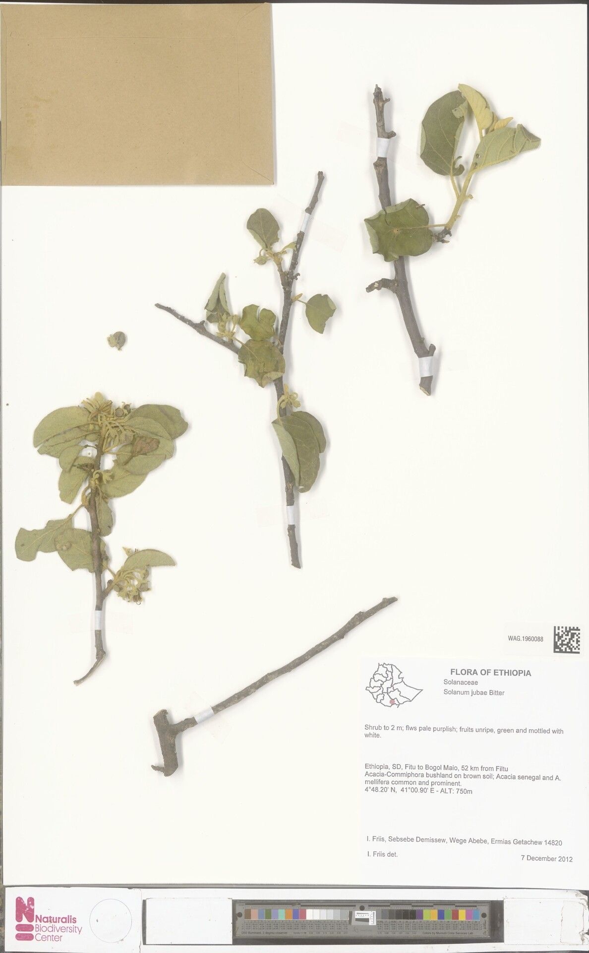 Solanum jubae — houseplant care guide