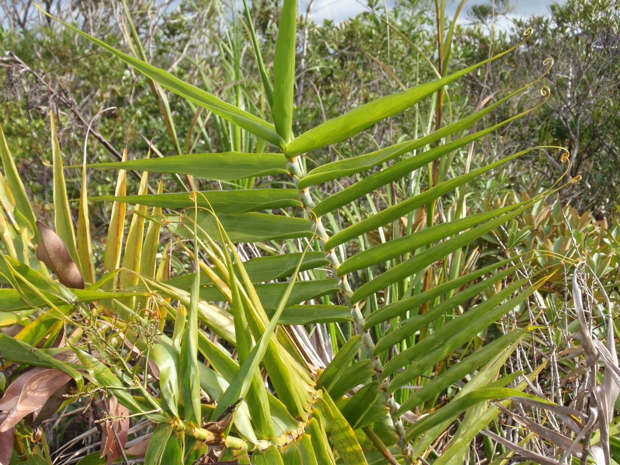 Flagellaria indica leaf