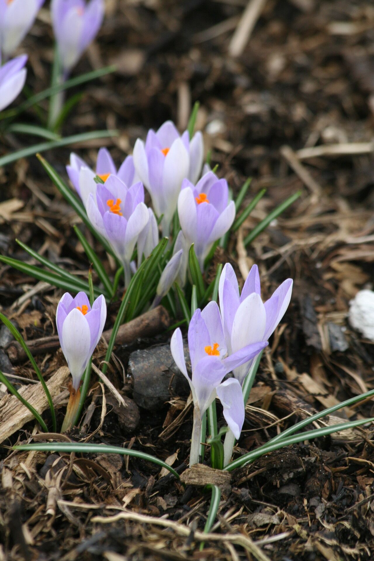 Crocus etruscus flower