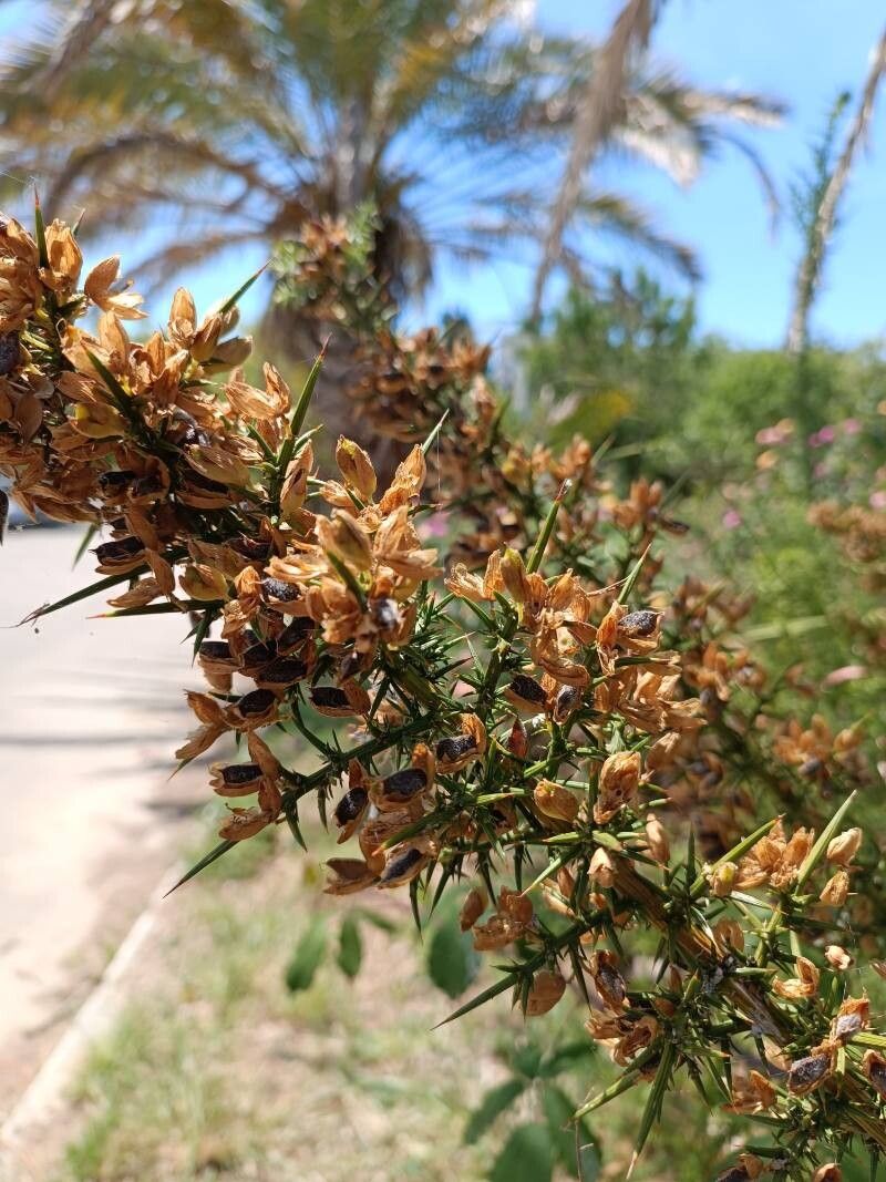 Ulex jussiaei — houseplant care guide