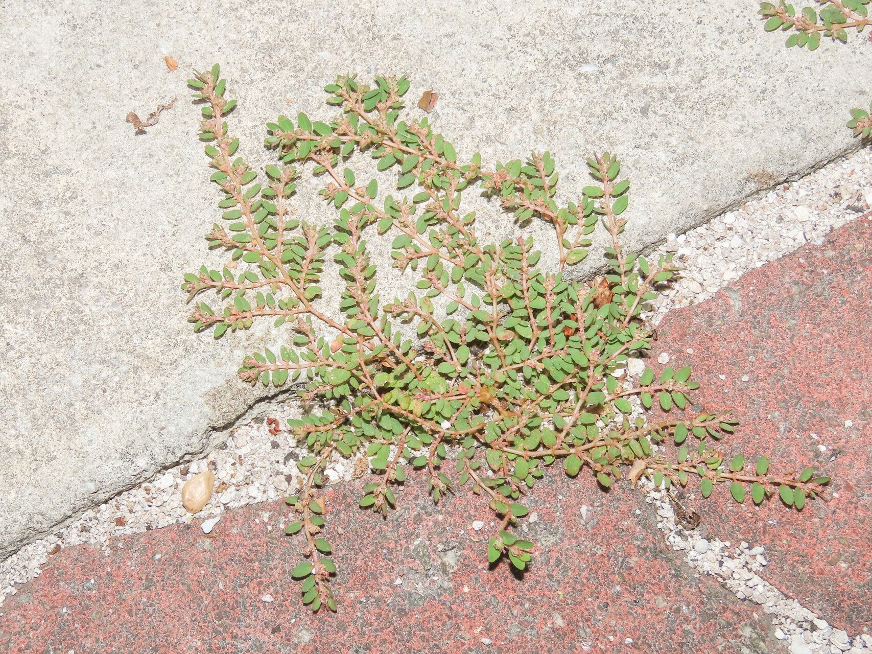 Euphorbia thymifolia habit
