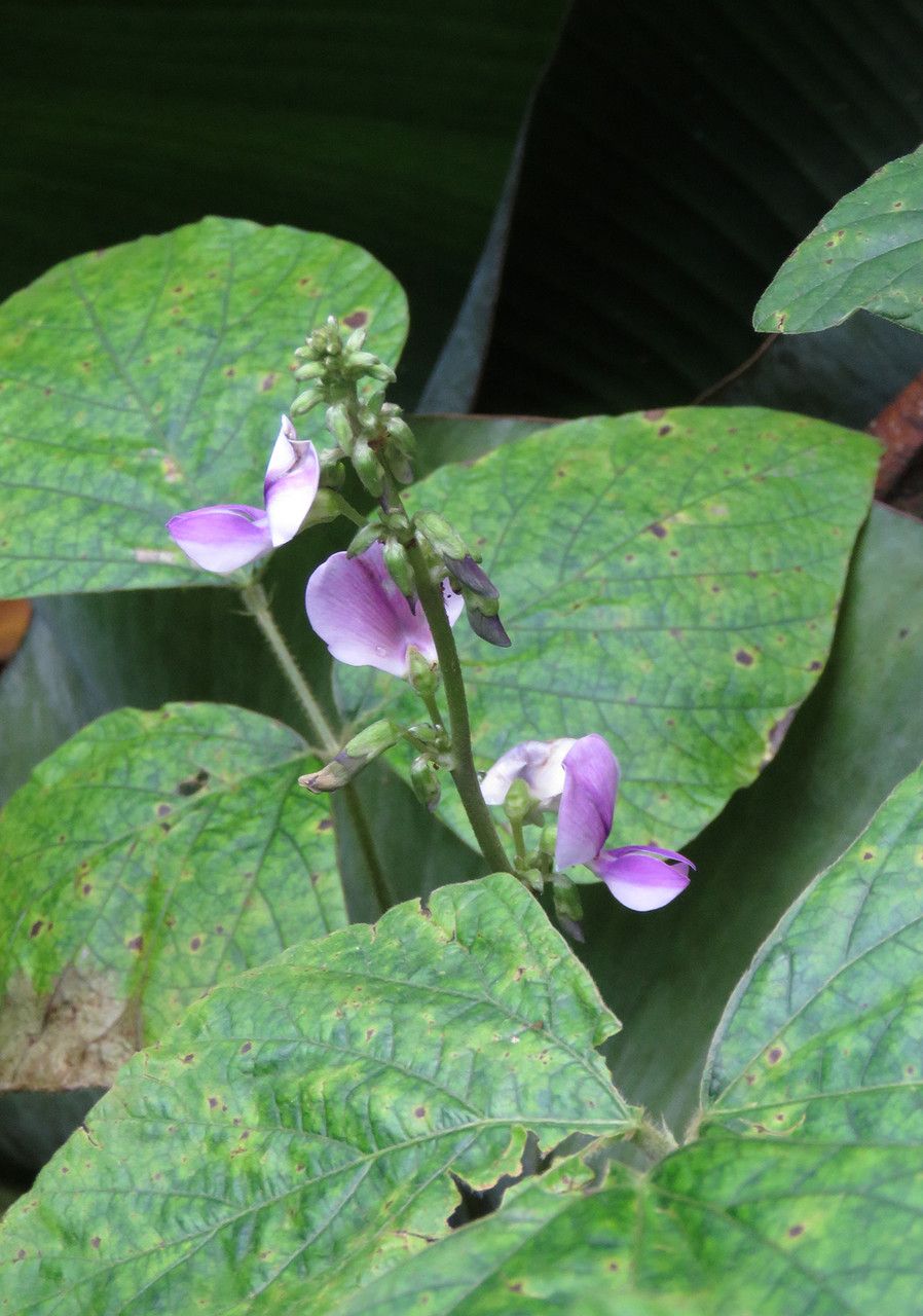 Pueraria phaseoloides leaf