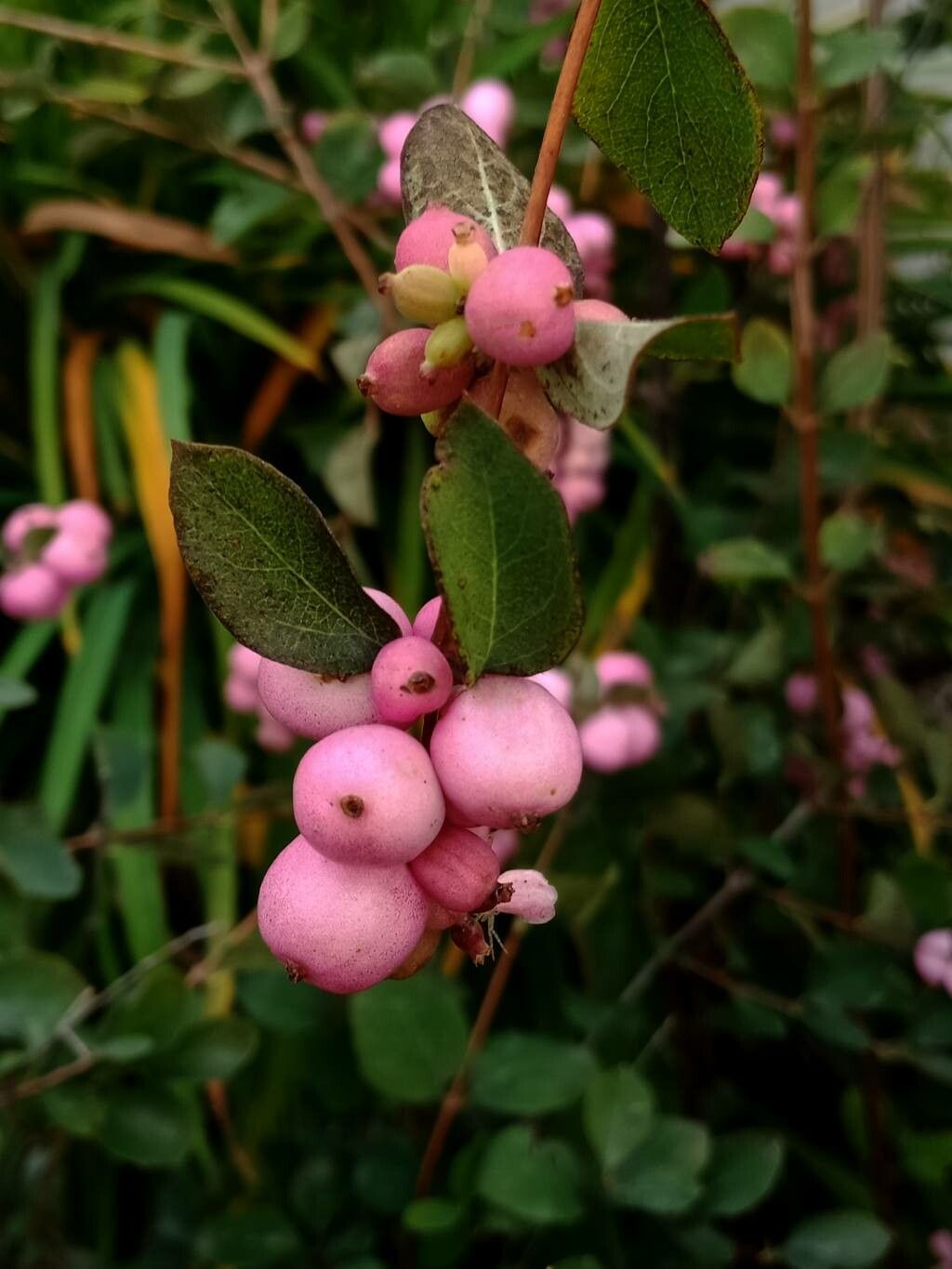 Symphoricarpos x doorenbosii fruit