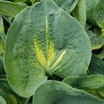 Hosta sieboldiana