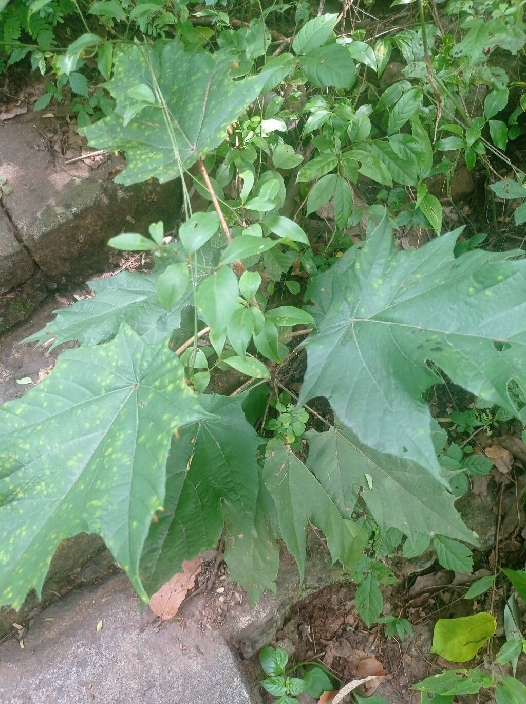 Pterospermum xylocarpum — related species from the same genus