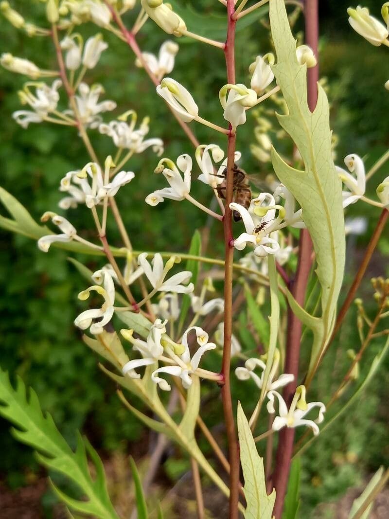 Lomatia tinctoria flower
