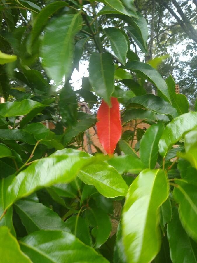 Elaeocarpus serratus — search result for 'Elaeocarpaceae'