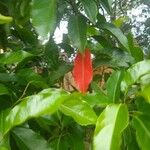 Elaeocarpus serratus