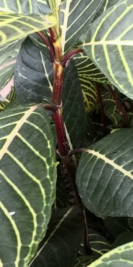 Sanchezia nobilis bark