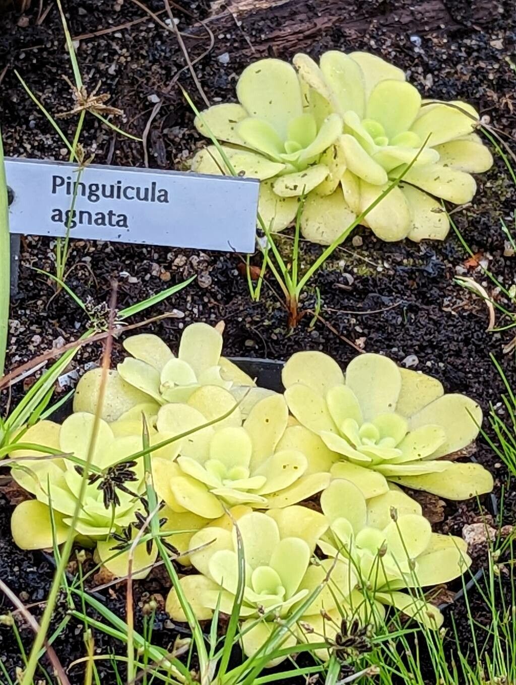 Pinguicula agnata