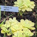 Pinguicula agnata