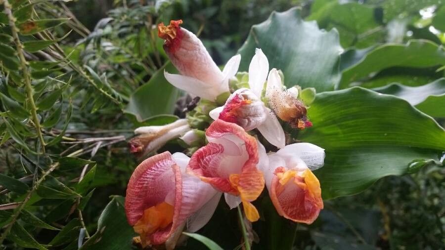 Costus afer flower