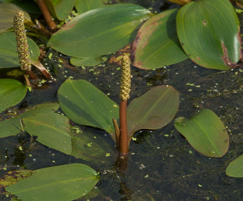 Potamogeton gramineus flower
