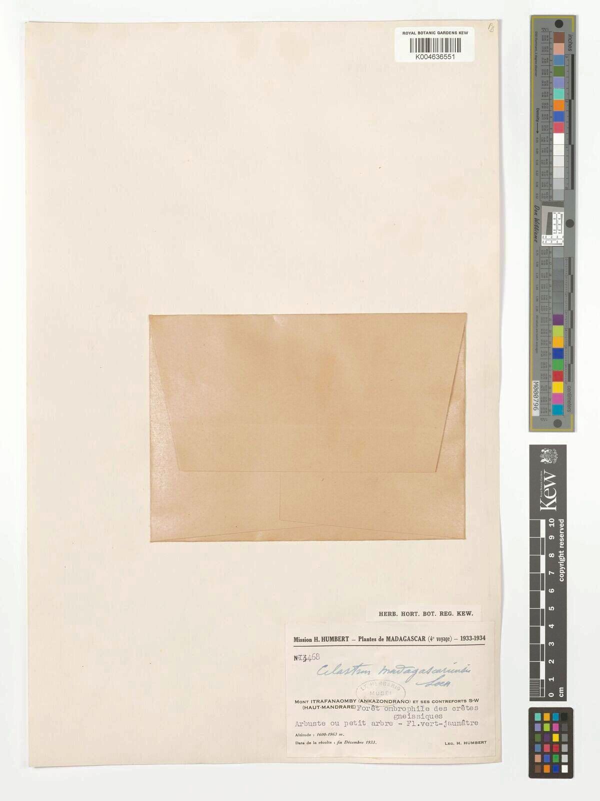 Celastrus madagascariensis