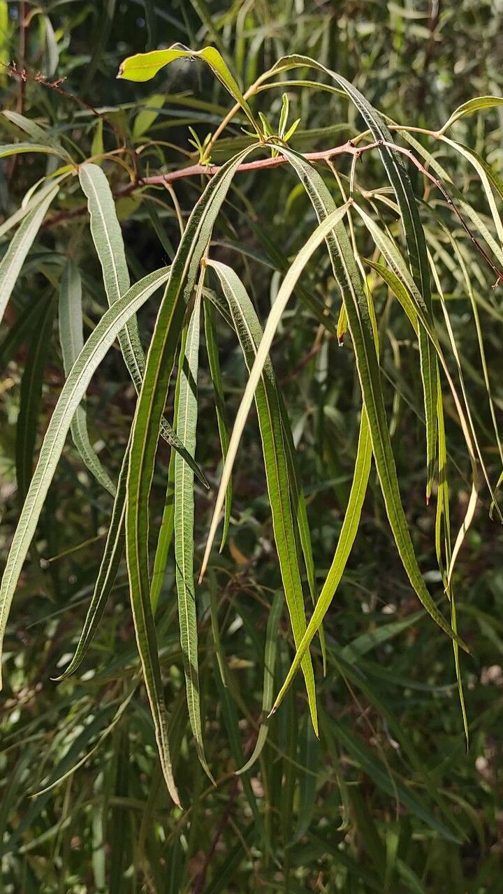 Searsia pendulina — search result for 'Anacardiaceae'