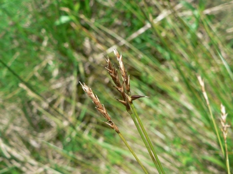 Carex davalliana fruit
