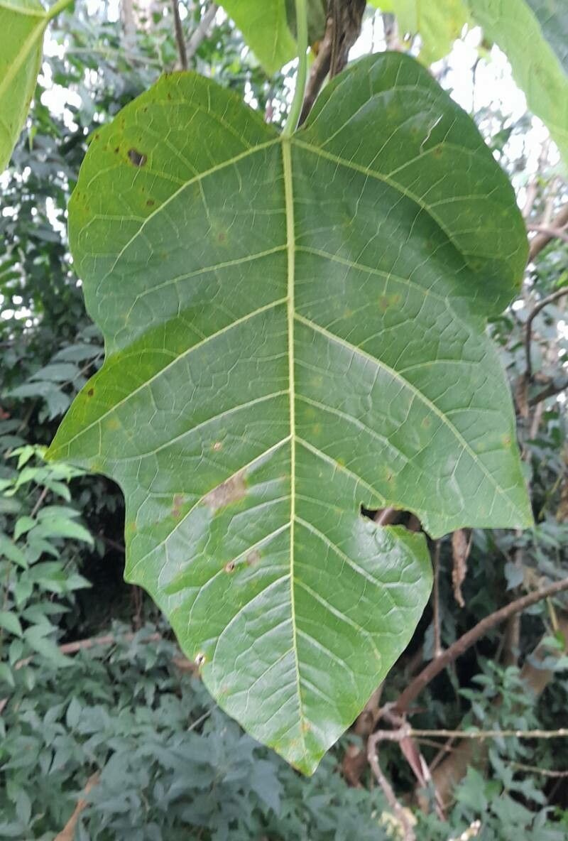 Vasconcellea quercifolia — houseplant care guide