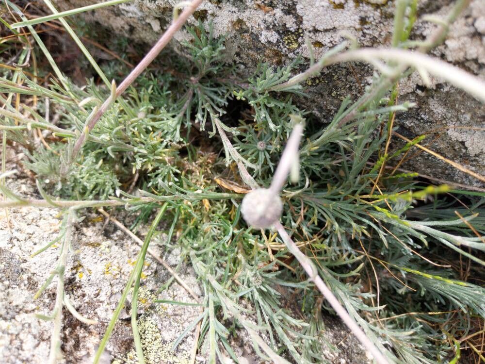Leucanthemopsis pectinata leaf