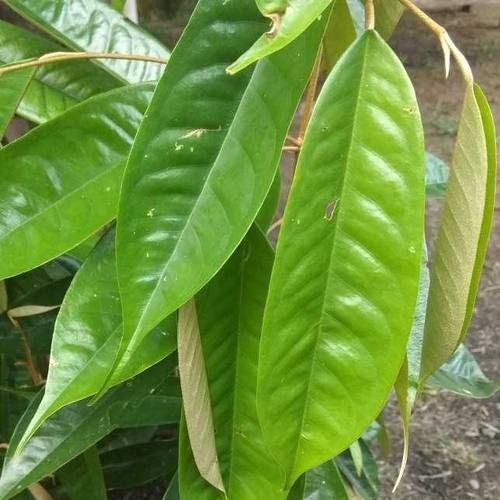 Durio zibethinus leaf