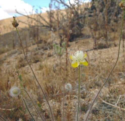 Platystemon californicus habit