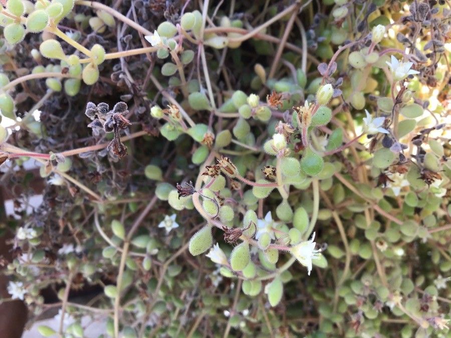 Crassula expansa — search result for 'Crassula'