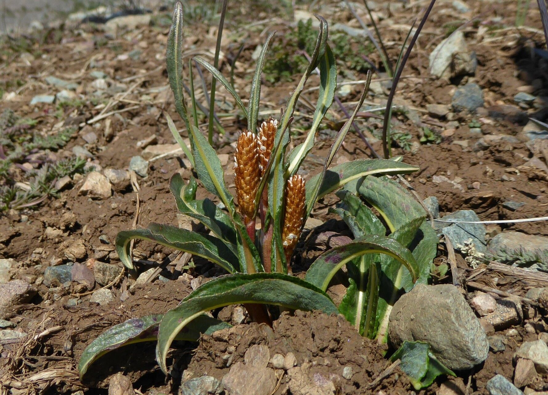Bistorta elliptica flower
