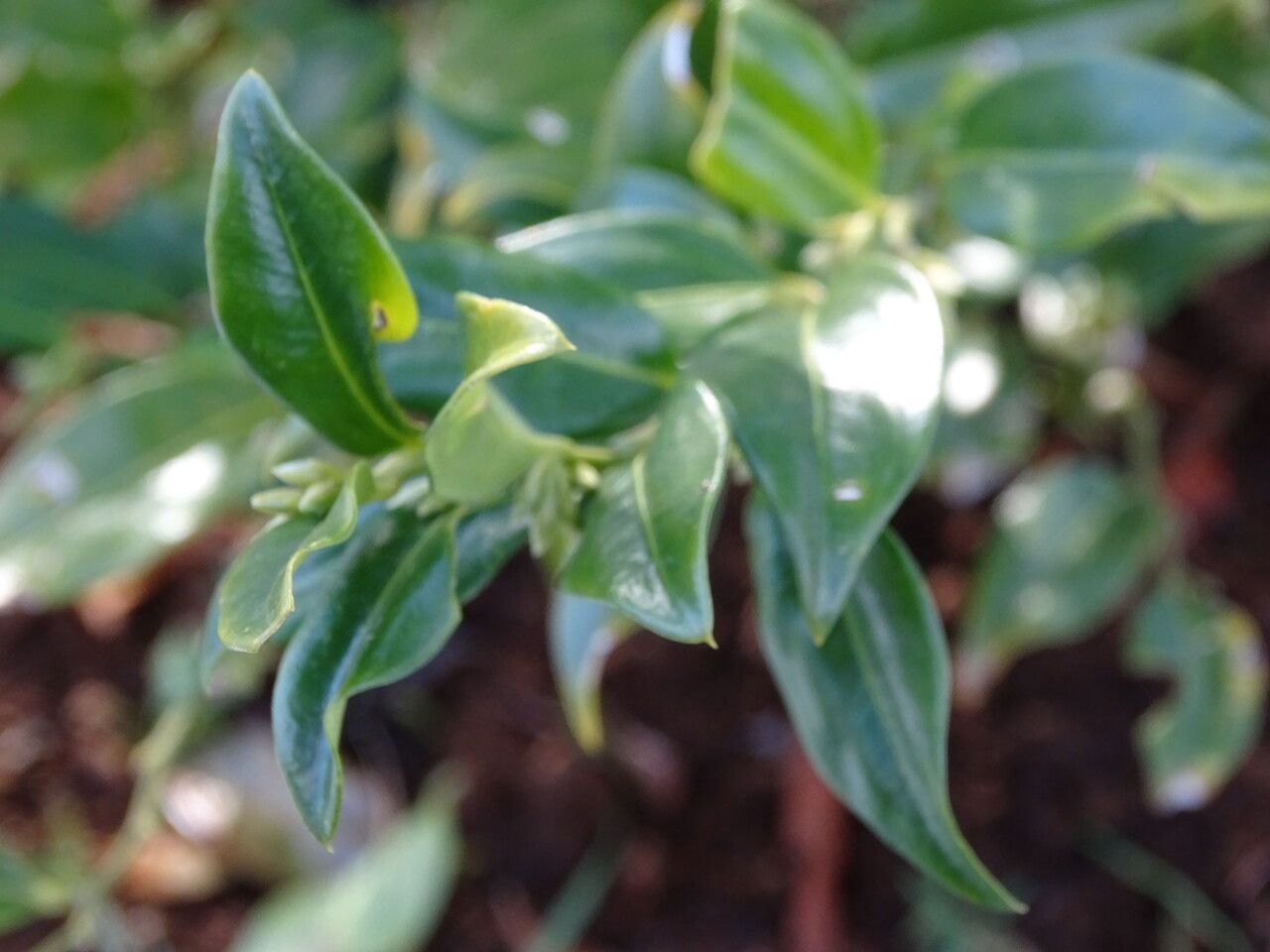 Sarcococca hookeriana — search result for 'Bhutan'