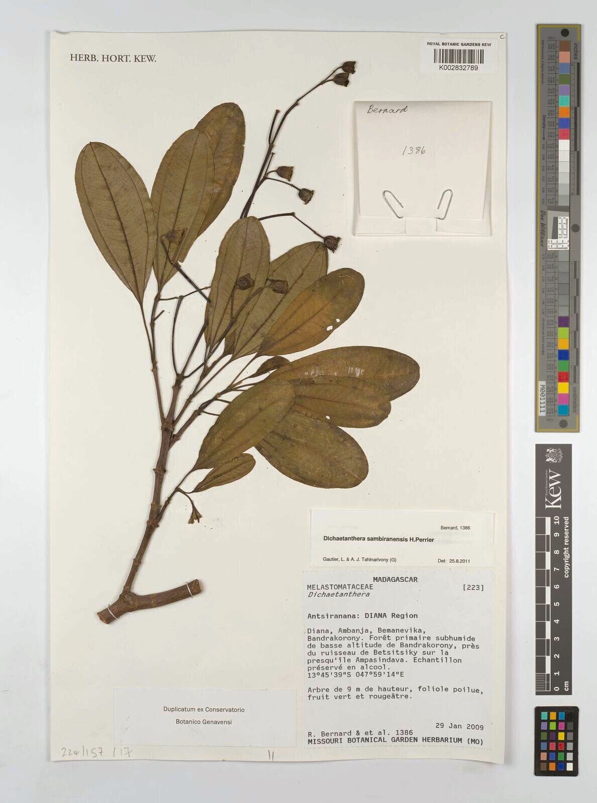 Dichaetanthera sambiranensis — houseplant care guide