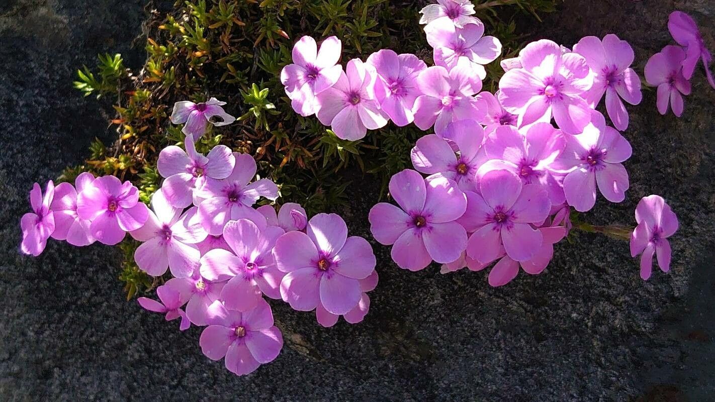 Phlox douglasii — search result for 'Polemoniaceae'