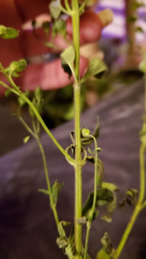 Trichostema dichotomum bark
