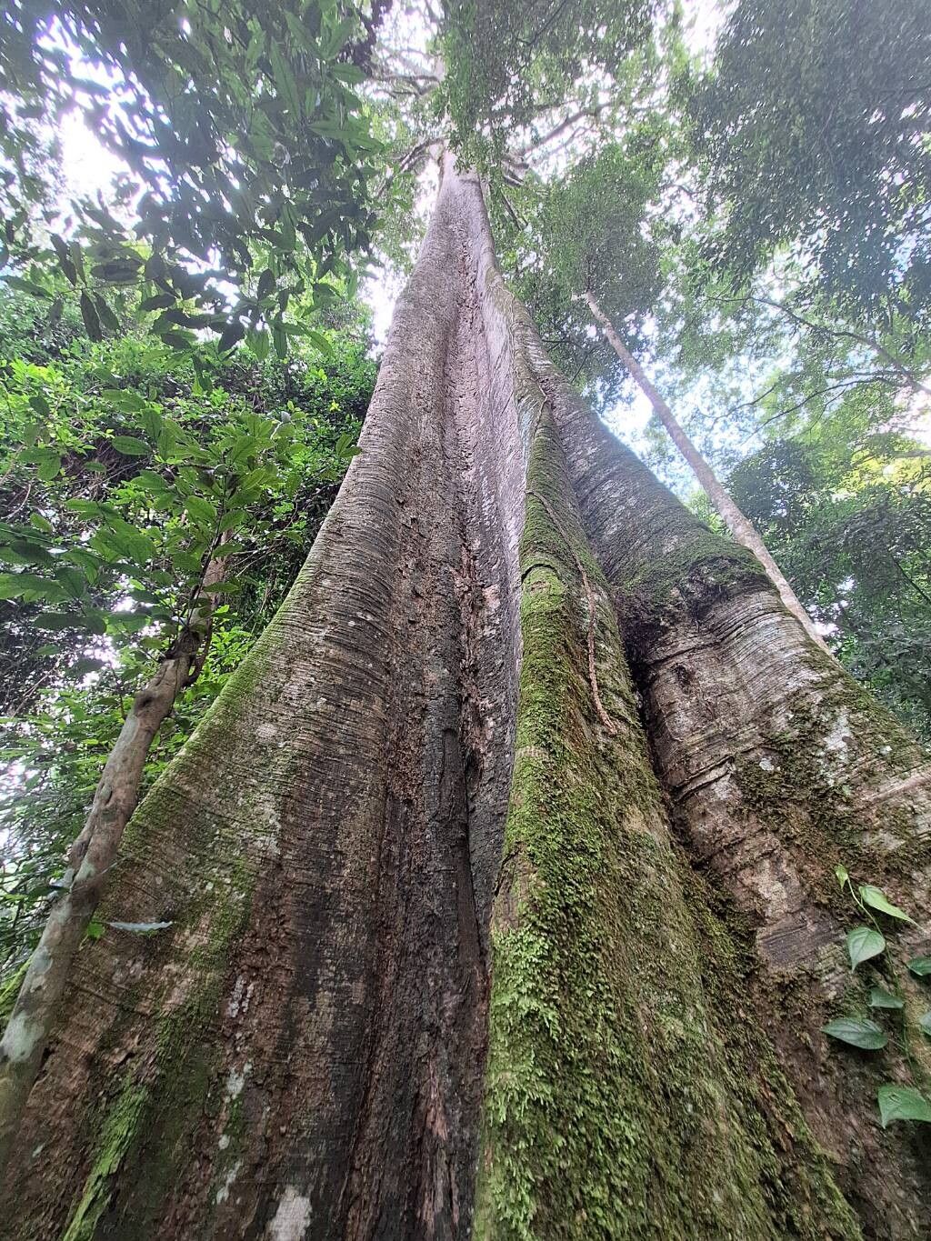 Pterygota mildbraedii habit