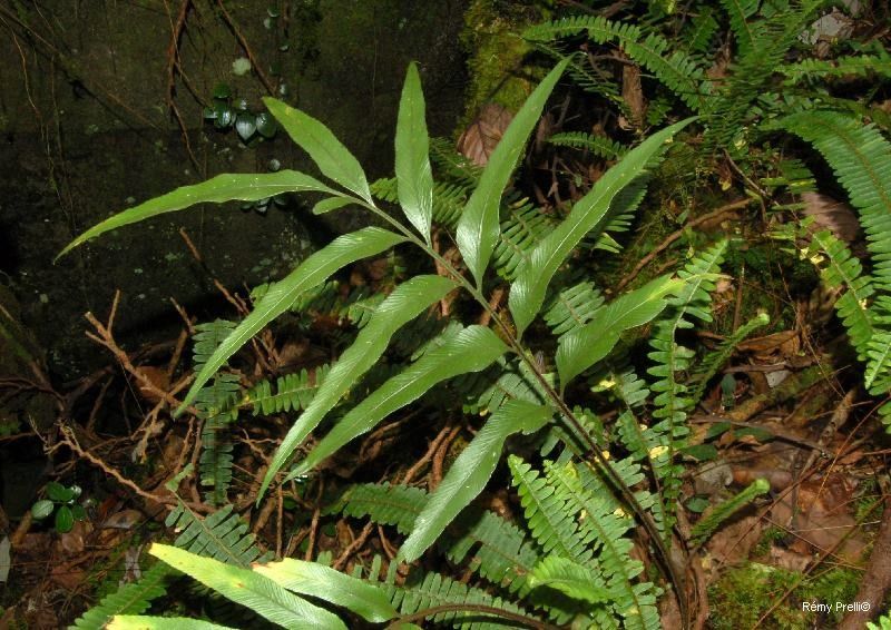 Asplenium oligolepidum habit