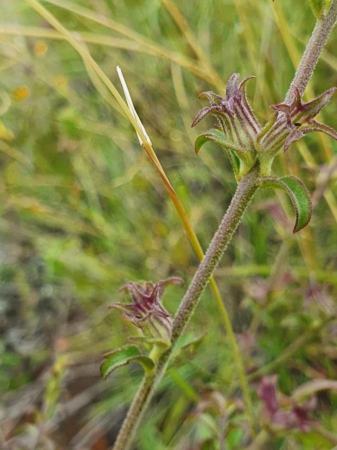 Cycnium volkensii fruit