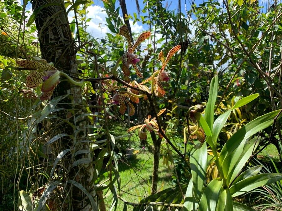 Arachnis flos-aeris — houseplant care guide