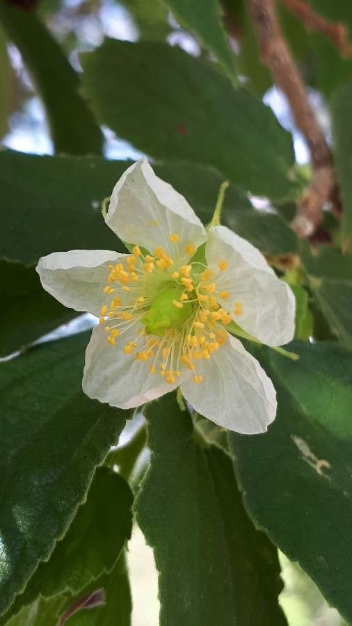 Muntingia calabura flower