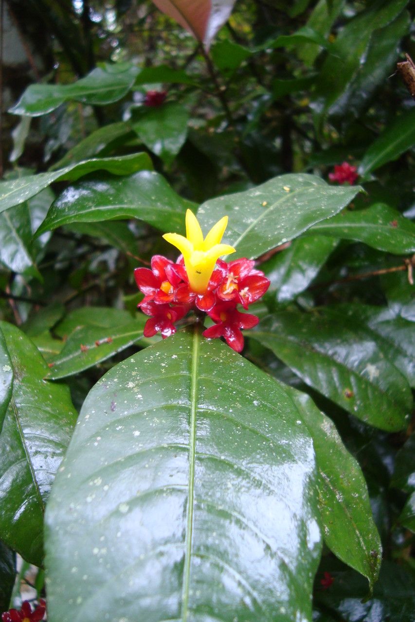 Psychotria nuda flower