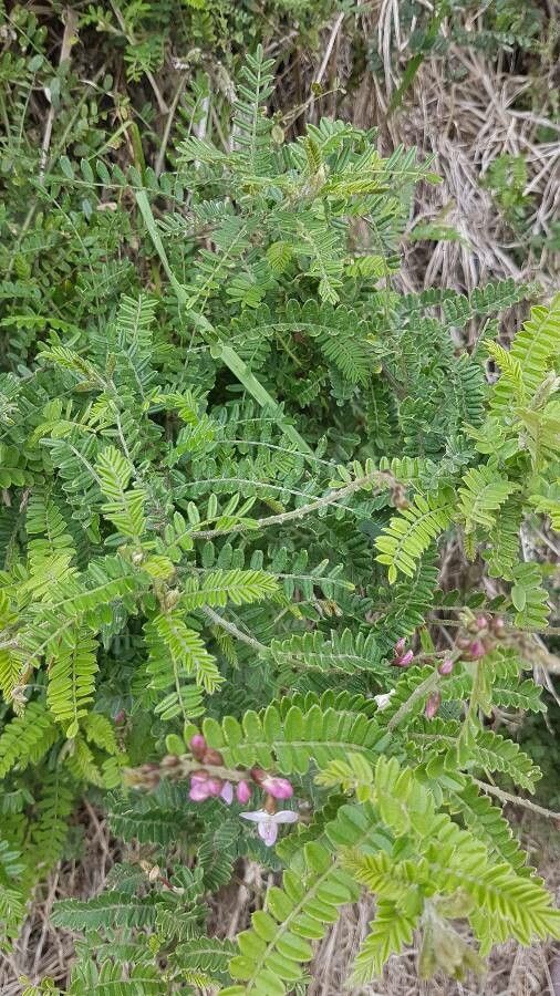 Coursetia dubia — houseplant care guide