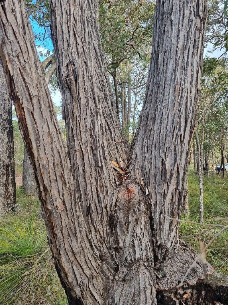 Eucalyptus marginata bark