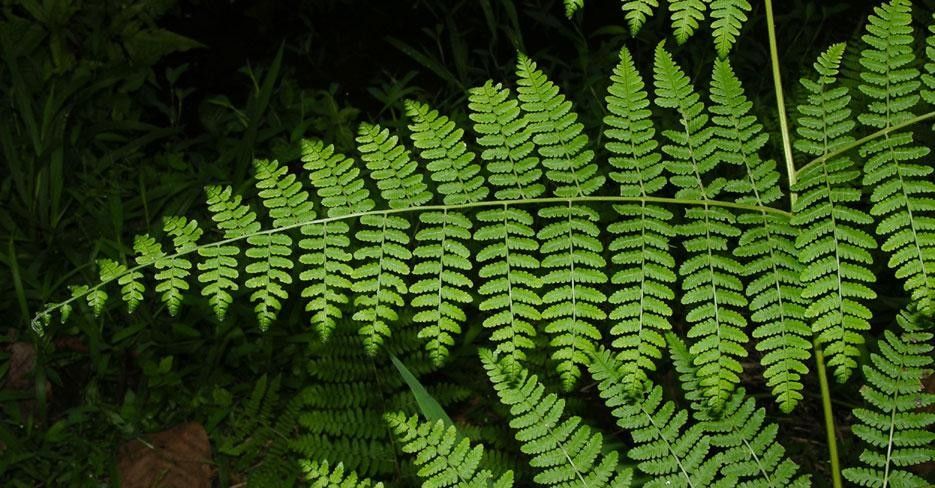 Hypolepis repens leaf