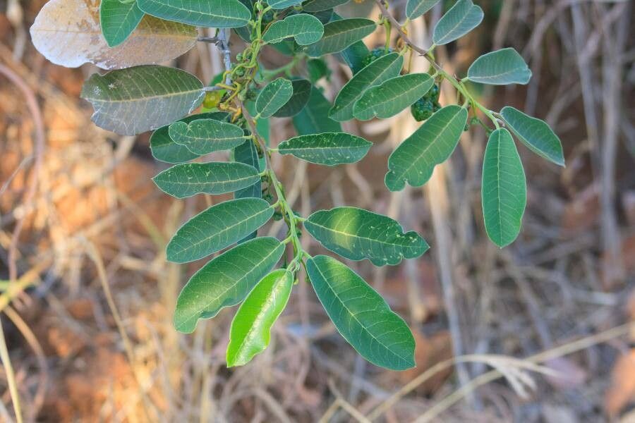 Brosimum gaudichaudii — related species from the same genus