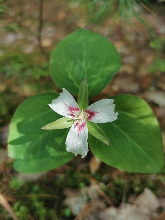 Trillium undulatum flower
