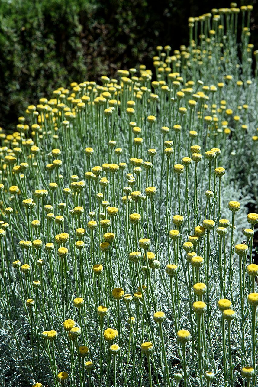 Santolina magonica flower