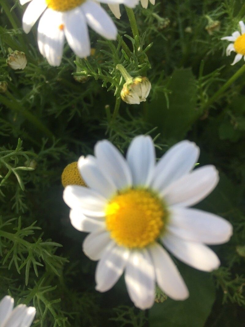 Chamaemelum fuscatum fruit