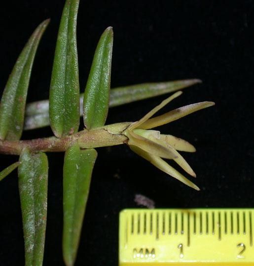 Epidendrum isomerum — search result for 'Epidendrum'