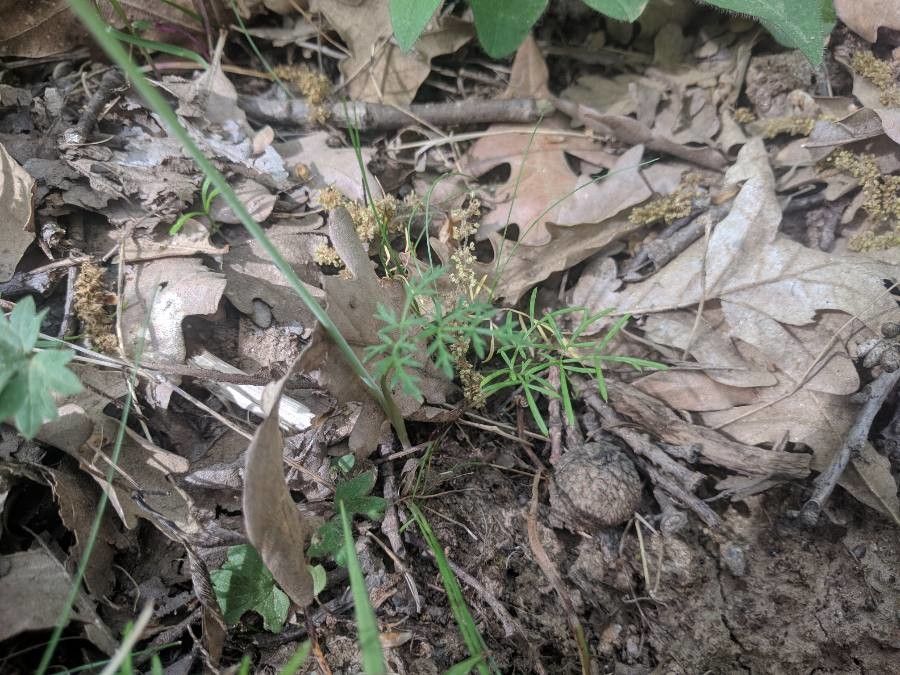 Conopodium pyrenaeum leaf