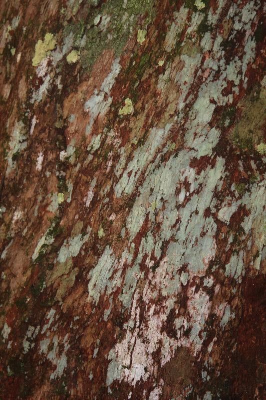 Pouteria guianensis bark